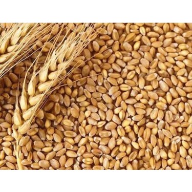 (Test İlanıdır) Buğday